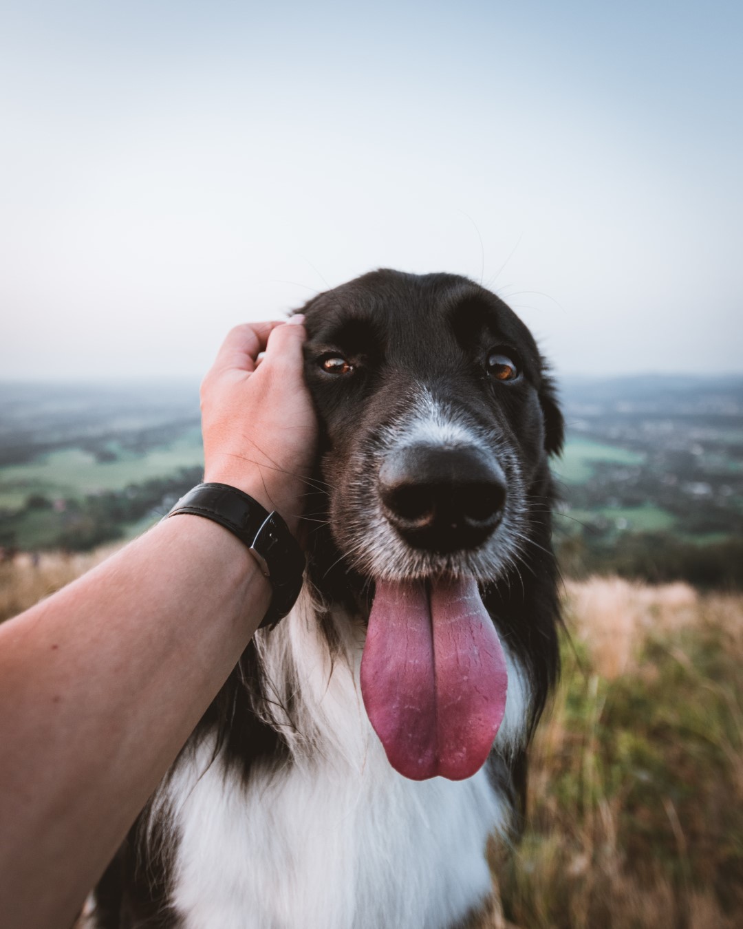 „Warum Hunde Trinkflaschen unverzichtbar sind: Tipps für unterwegs“