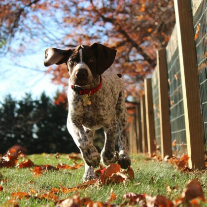 Die 5 besten Hundespielzeuge für eine gesunde und glückliche Fellnase