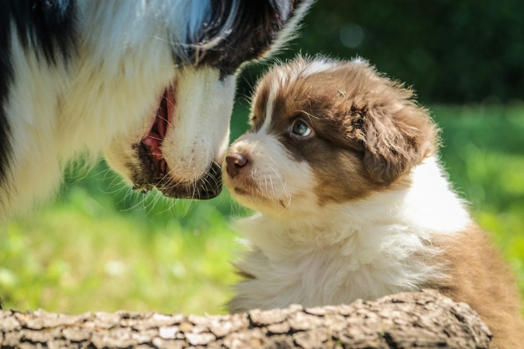 Die 5 wichtigsten Tipps für gesundes Hundespielzeug