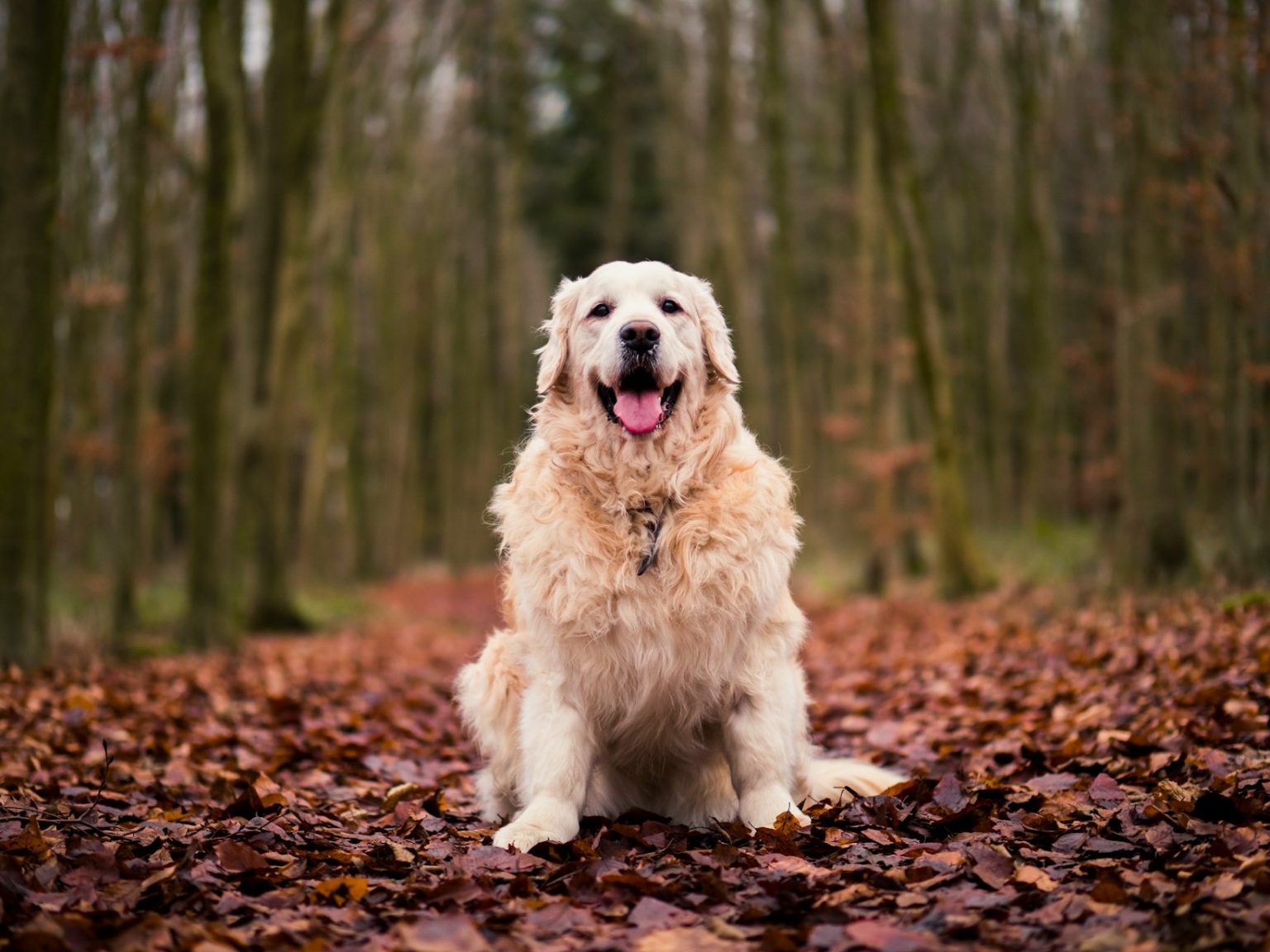 Die Bedeutung von spielerischem Hundezubehör für die mentale Gesundheit unserer Vierbeiner