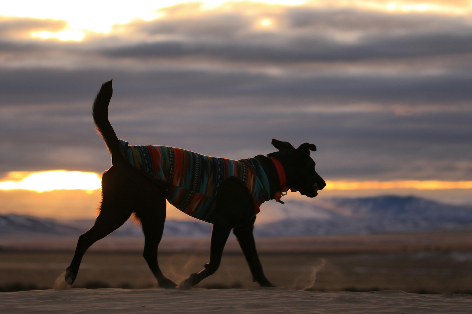 „5 innovative Hundezubehör-Trends für ein glückliches Hundeleben“