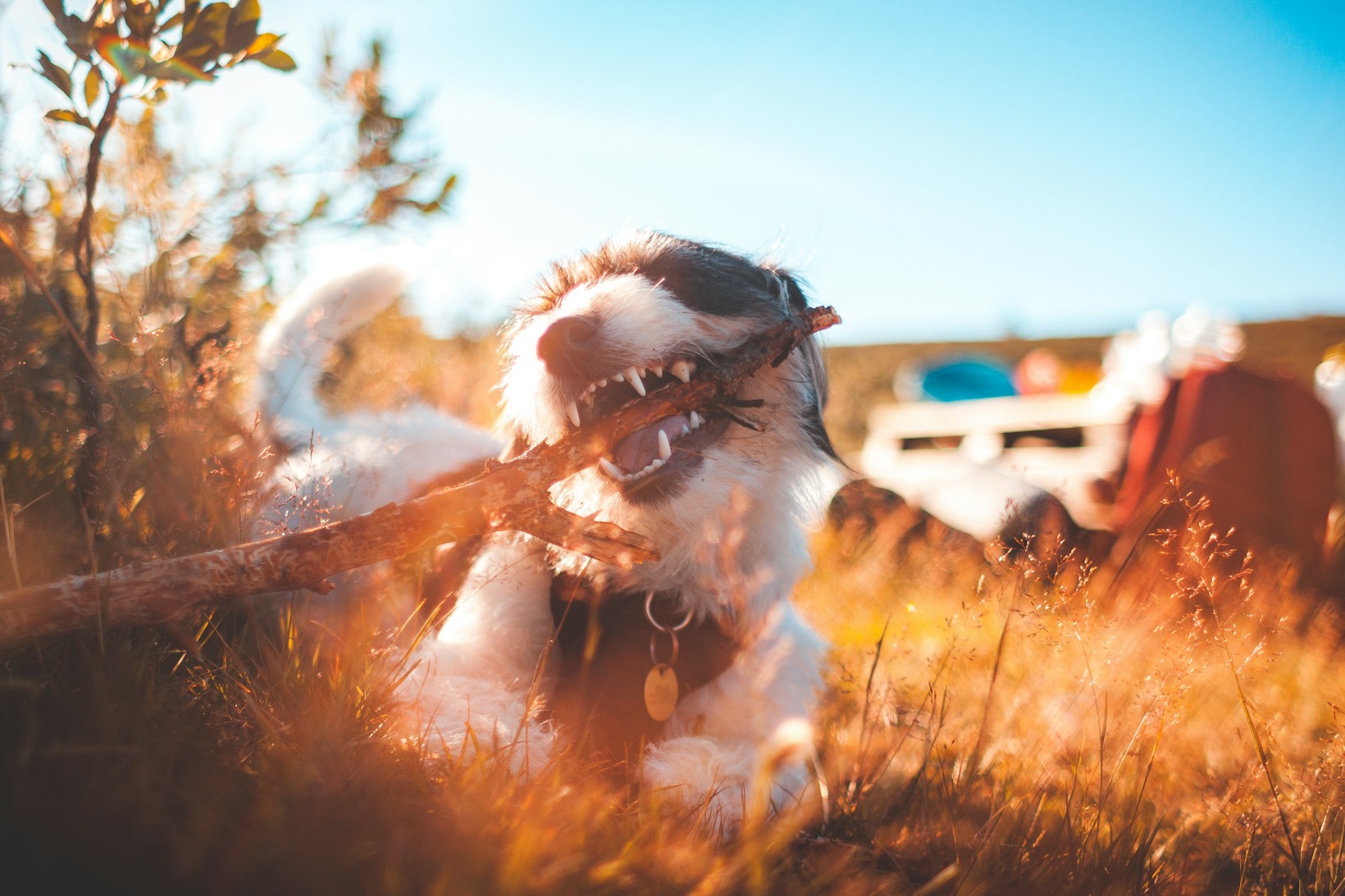 Die 5 besten Tipps für glückliche Hunde – Hundezubehör und Hundetrinkflaschen im Fokus