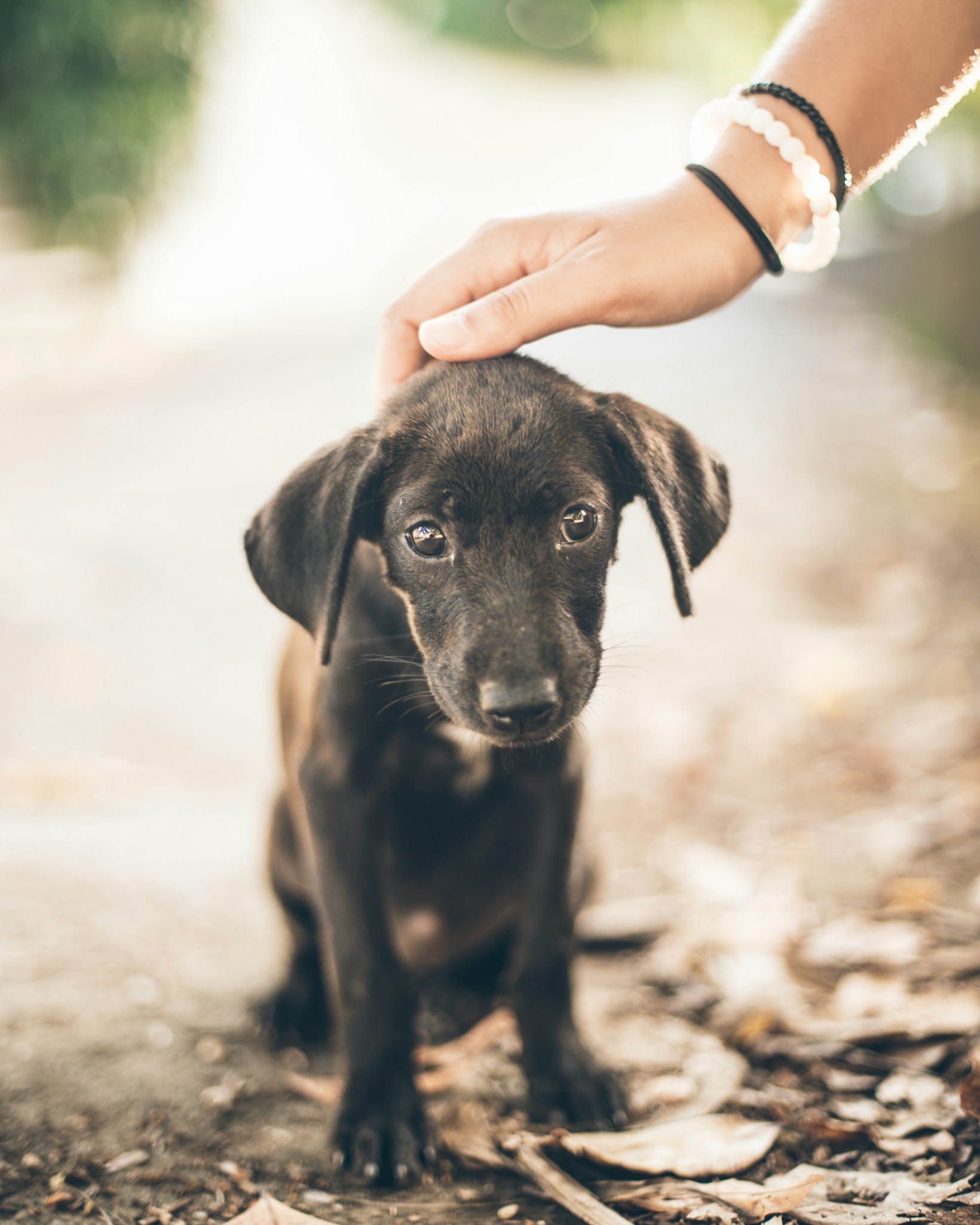 „5 Tipps für gesundes Hundetrinkverhalten“