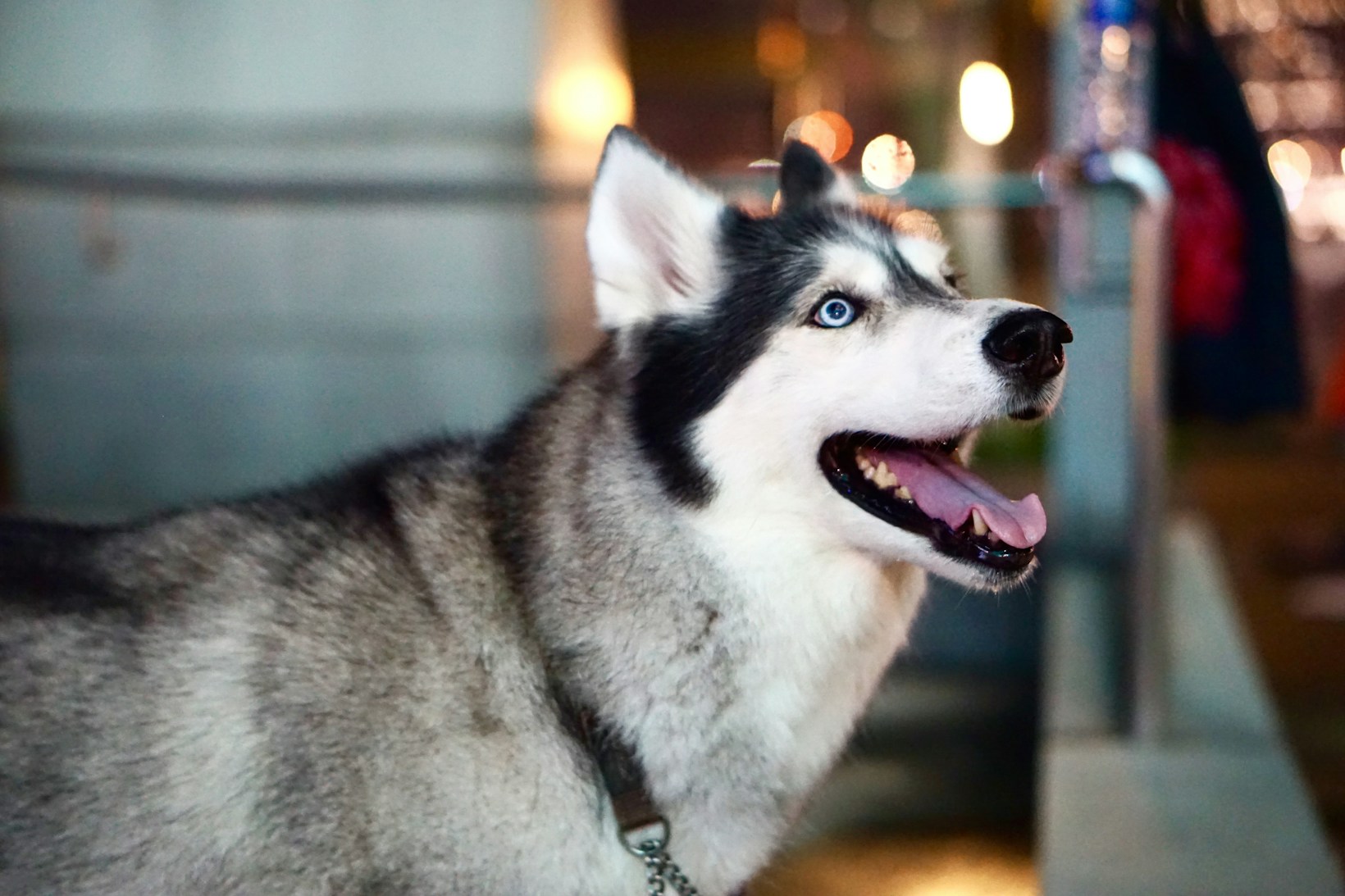 Die Bedeutung von hochwertigem Hundespielzeug für das Wohlbefinden deines Vierbeiners