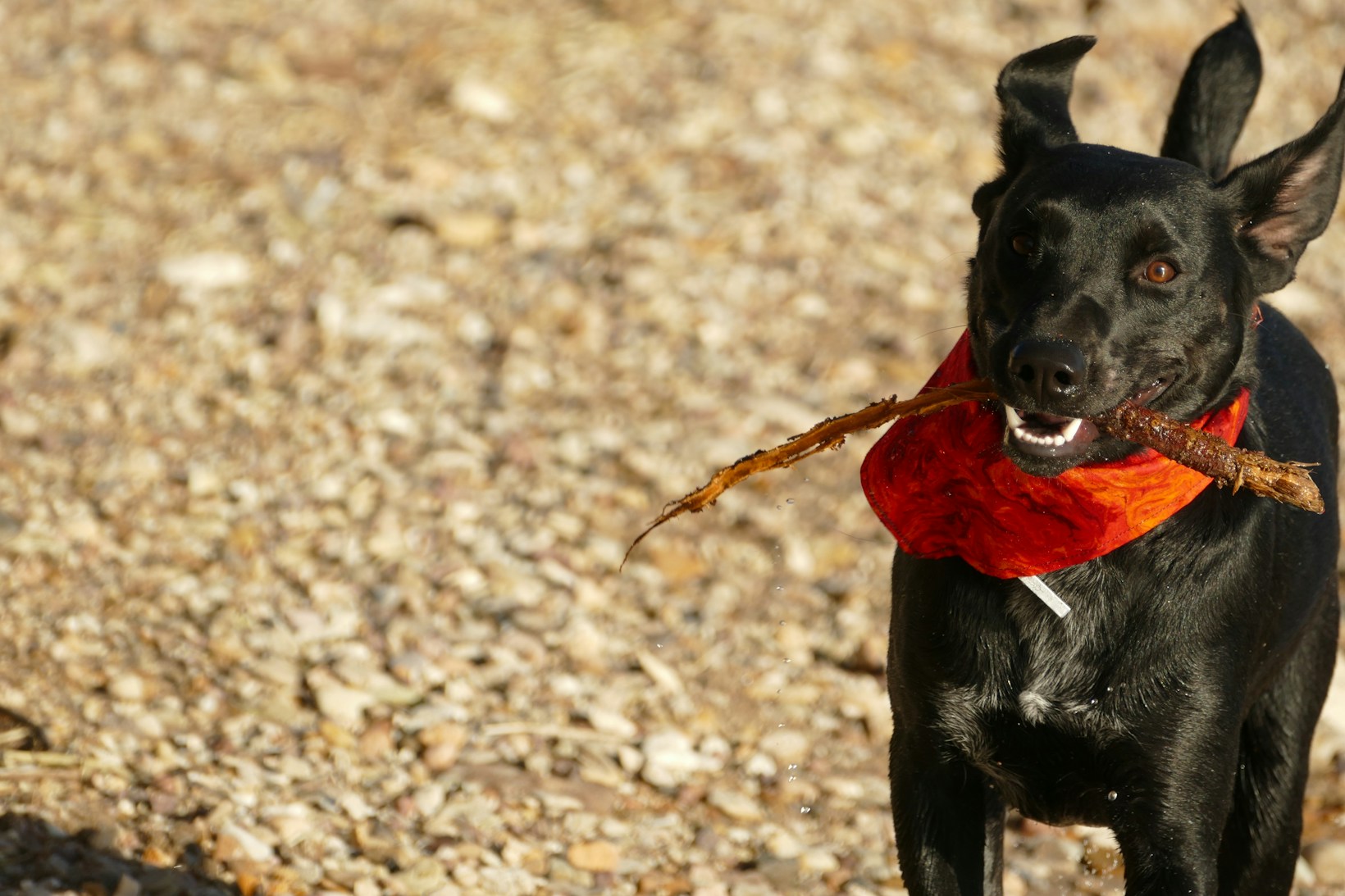 Die besten Hundespielzeuge für glückliche Vierbeiner