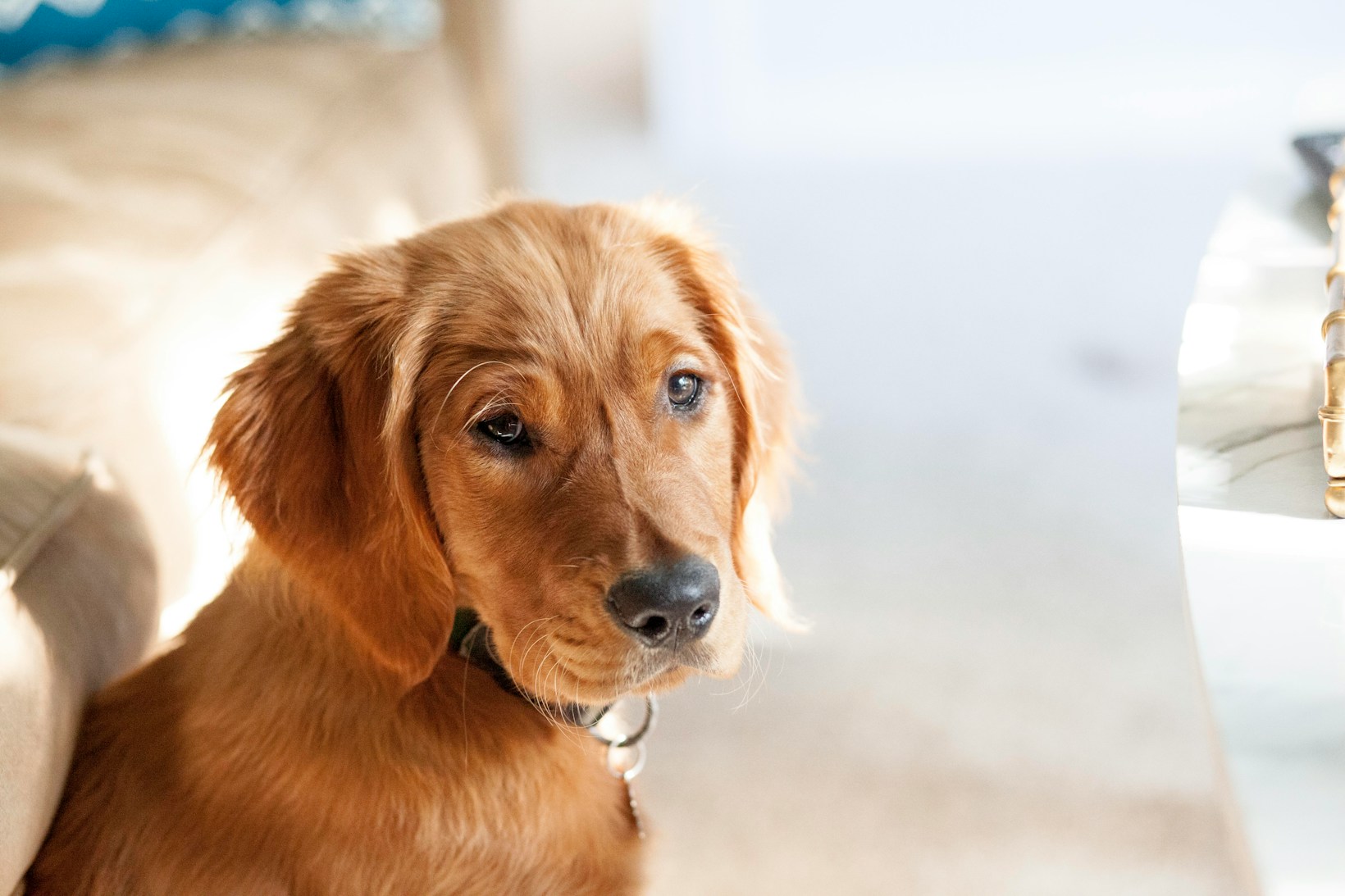 Die wichtigsten Gesundheitstipps für Hunde: So sorgst du optimal für dein Tier!