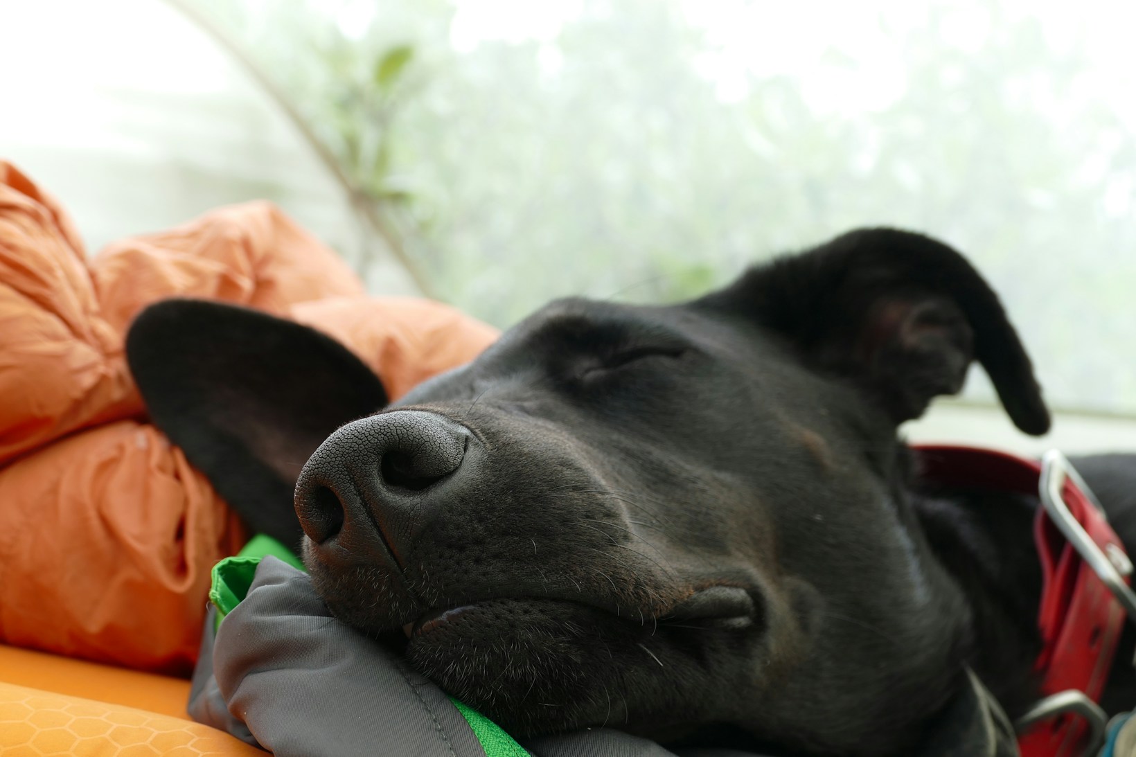 „Die Bedeutung von hochwertigem Hundespielzeug für die geistige Gesundheit deines Vierbeiners“